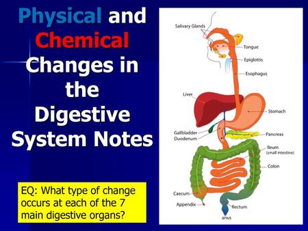 Physical and Chemical Changes in the Digestive System Notes
