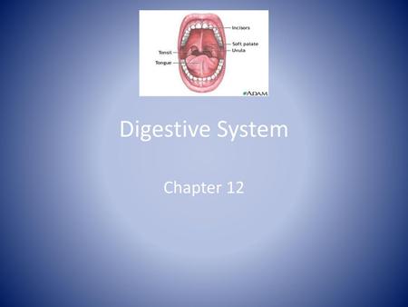 Digestive System Chapter 12.