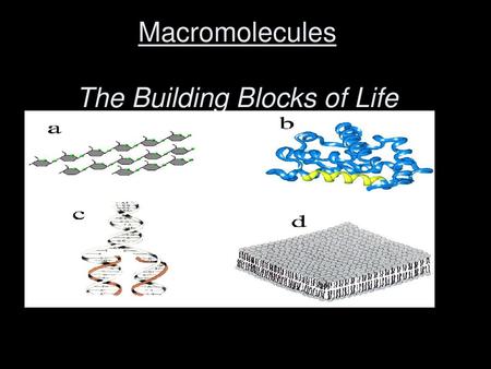 Macromolecules The Building Blocks of Life