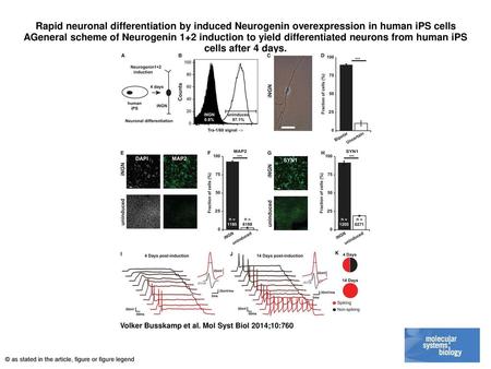Rapid neuronal differentiation by induced Neurogenin overexpression in human iPS cells AGeneral scheme of Neurogenin 1+2 induction to yield differentiated.