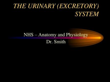 THE URINARY (EXCRETORY) SYSTEM