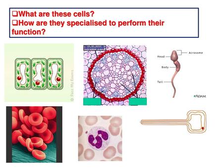What are these cells? How are they specialised to perform their function?