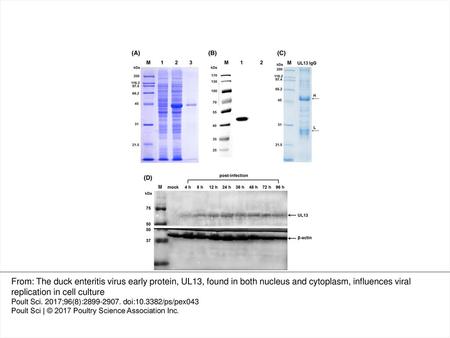 Figure 1. Analysis of truncated-UL13 protein prokaryotic expression and UL13 expression in DEV-infected DEF cells. (A) Expression and purification of the.