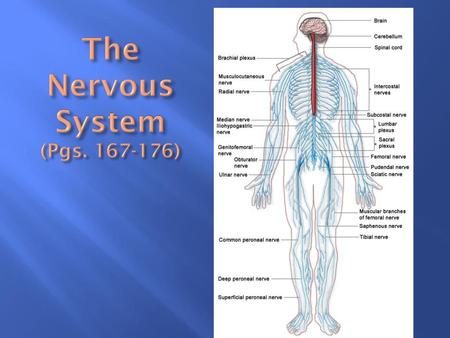 The Nervous System (Pgs )
