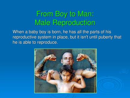 From Boy to Man: Male Reproduction