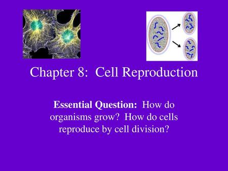 Chapter 8: Cell Reproduction