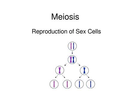 Reproduction of Sex Cells