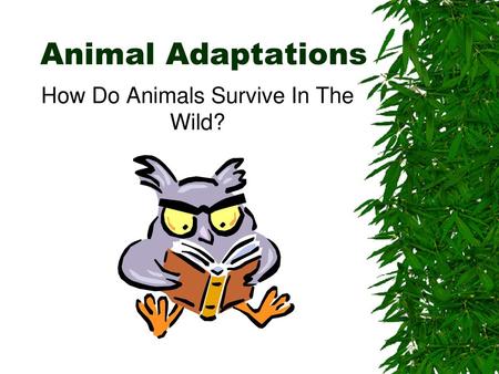 How Do Animals Survive In The Wild?