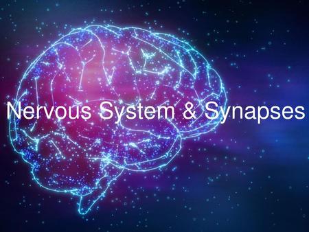 Nervous System & Synapses