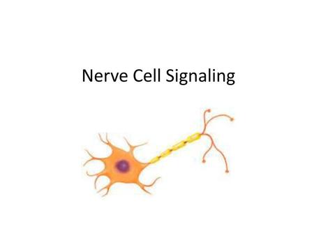 Nerve Cell Signaling.