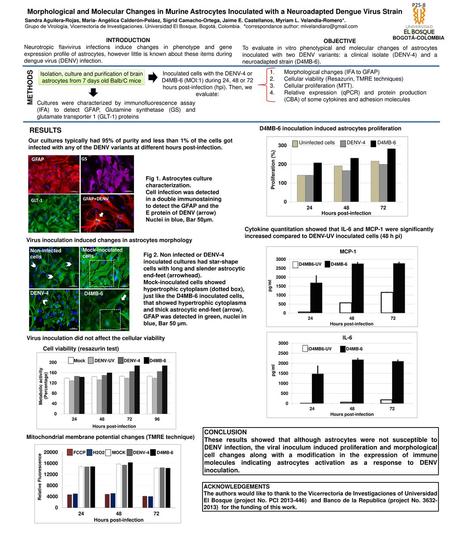 P25-8 Morphological and Molecular Changes in Murine Astrocytes Inoculated with a Neuroadapted Dengue Virus Strain Sandra Aguilera-Rojas, Maria- Angélica.