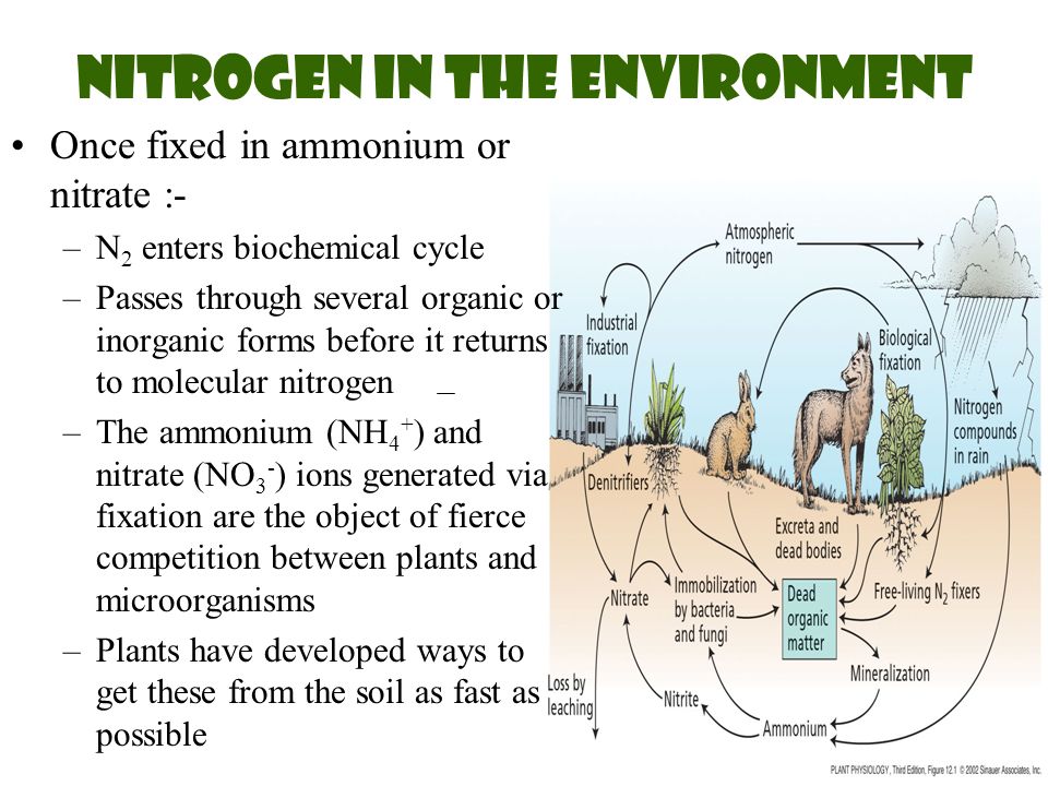 advances in nitrogen