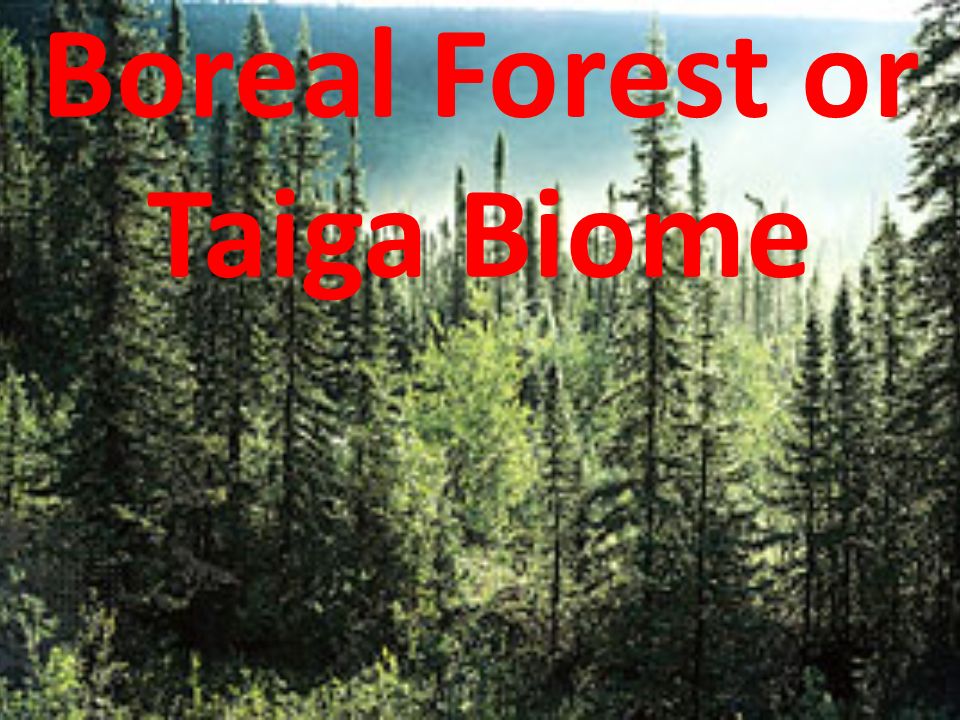Boreal Forest or Taiga Biome - ppt download