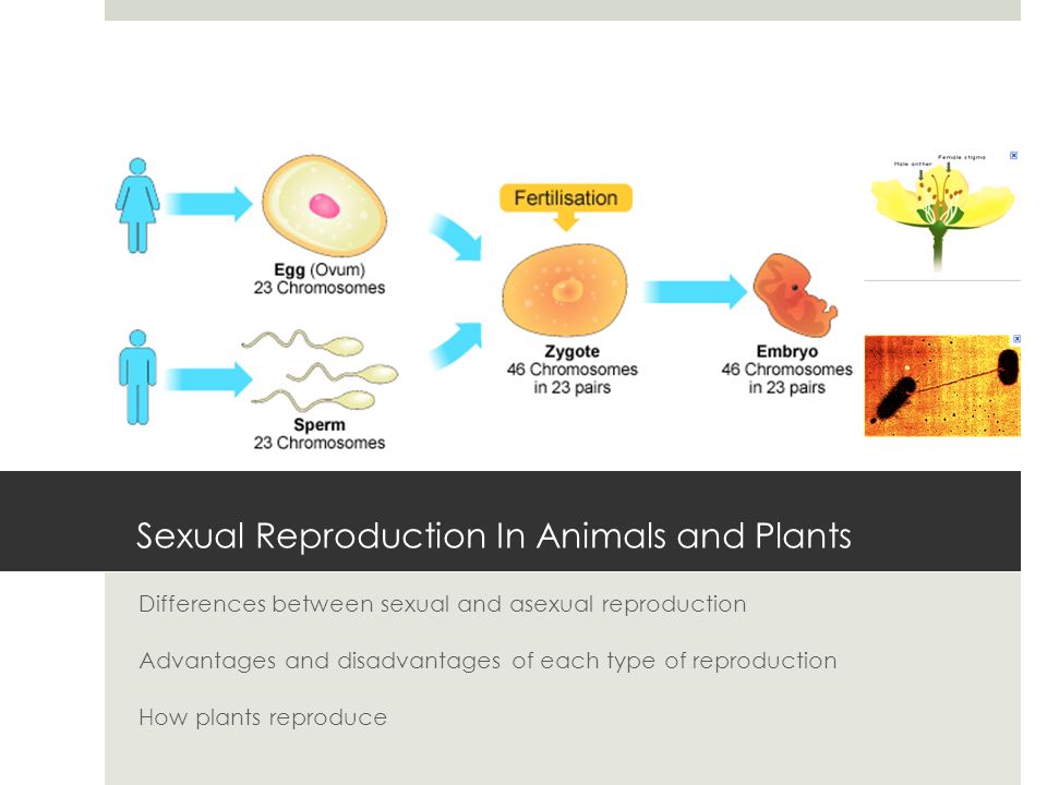 Sexual Reproduction In Animals and Plants - ppt video online download