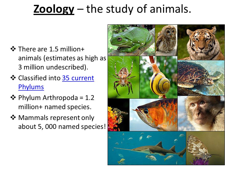Zoology – the study of animals.  There are  million+ animals (estimates  as high as 3 million undescribed).  Classified into 35 current Phylums35  current. - ppt download