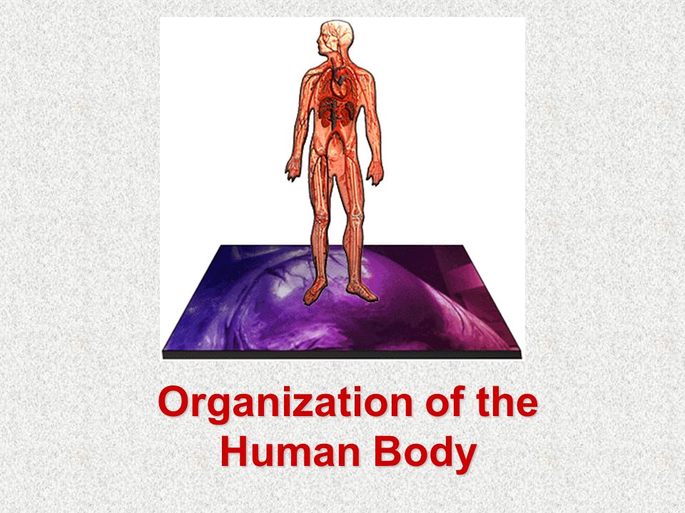 Organization of the Human Body - ppt download