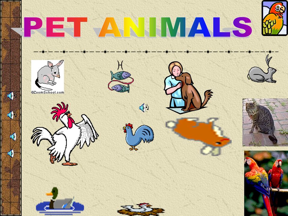 PET ANIMALS. - ppt video online download