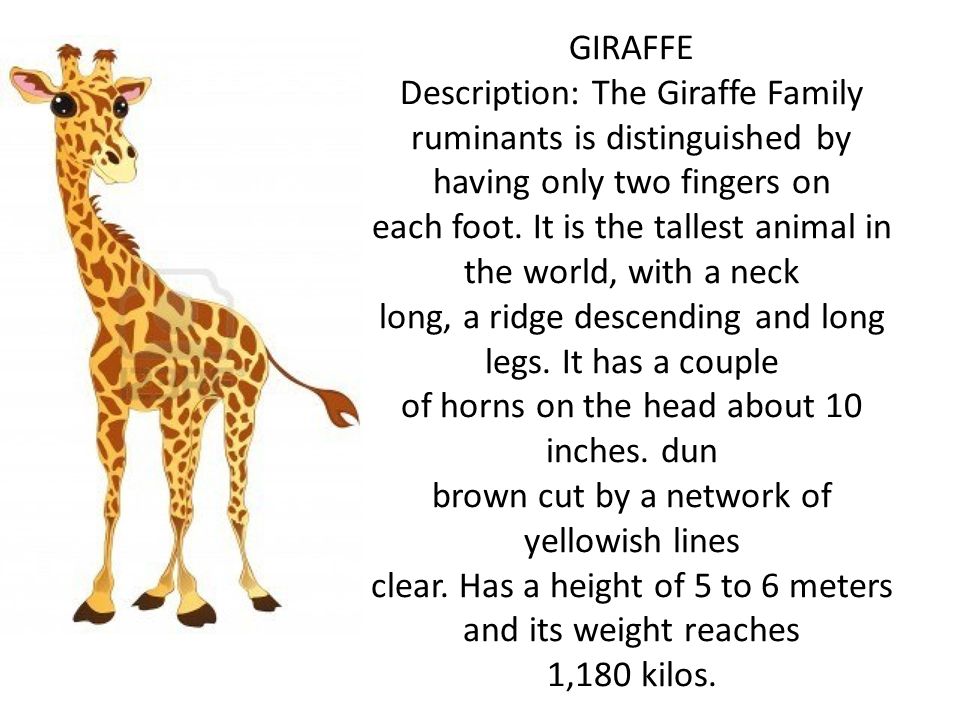 GIRAFFE Description: The Giraffe Family ruminants is distinguished by  having only two fingers on each foot. It is the tallest animal in the  world, with. - ppt download