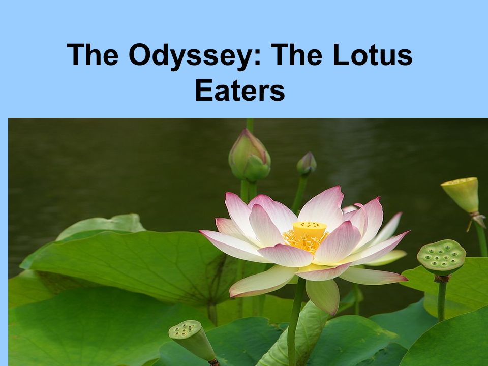 The Odyssey The Lotus Eaters ppt video online download