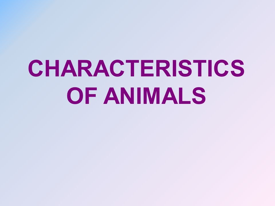 CHARACTERISTICS OF ANIMALS. Characteristics of Animals What characteristics do all animals share? Animals, which are members of the kingdom ANIMALIA, - ppt download CHARACTERISTICS OF ANIMALS. Characteristics of Animals What characteristics do all animals share? Animals, which are members of the kingdom ANIMALIA, - ppt download