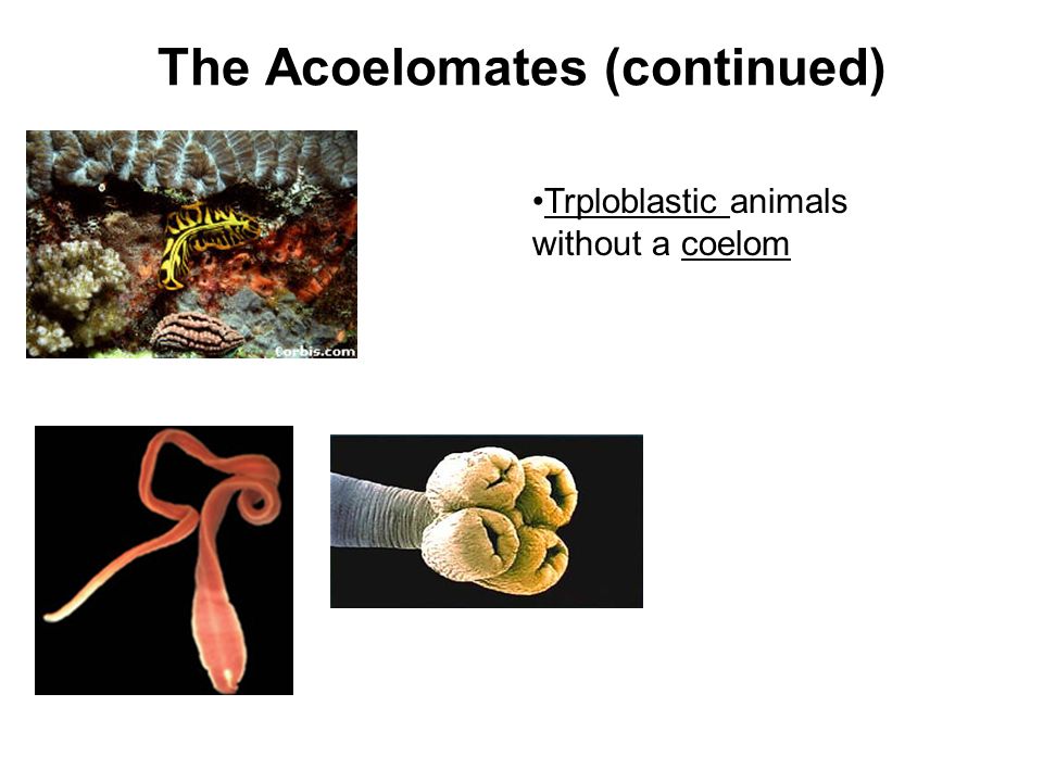 platyhelminthes coelomate de pseudocoelomate acoelomate