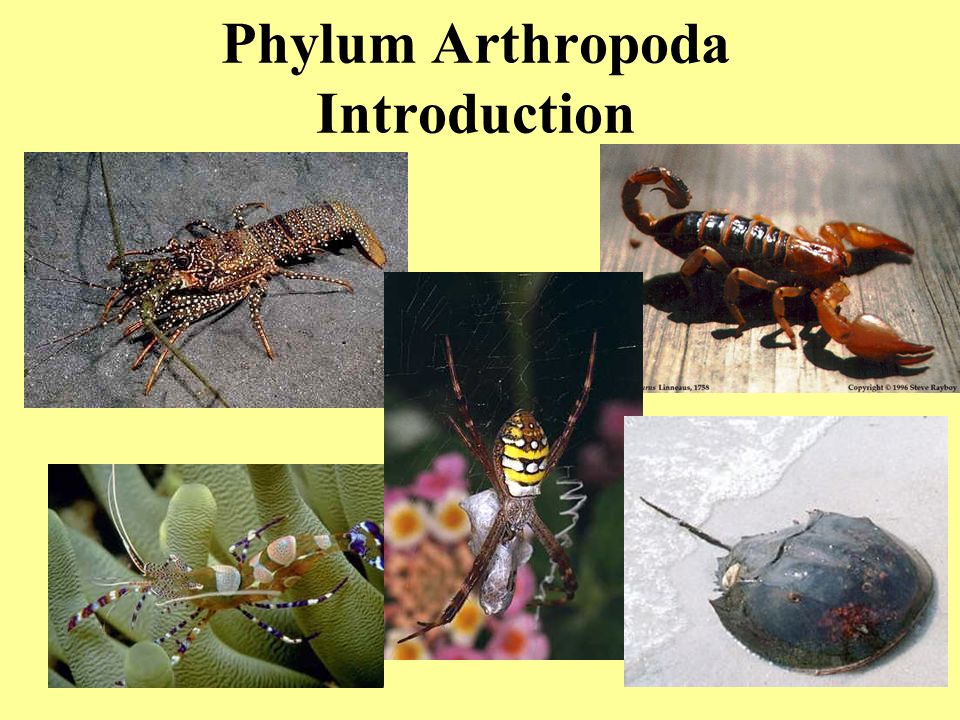 Arthropoda Characteristics of