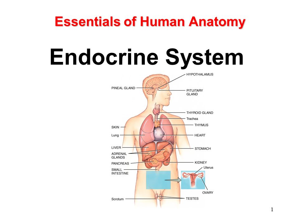endocrine glands anatomy