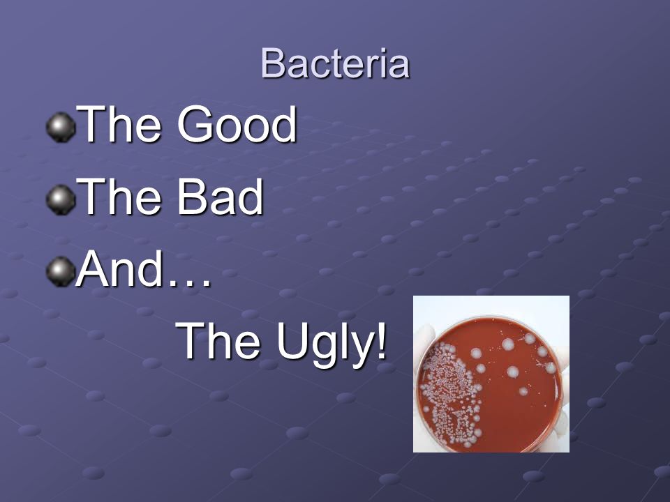 Is Cocci Bacteria Good Or Bad 