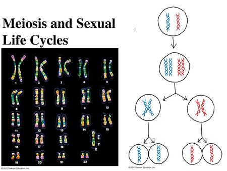 Meiosis and Sexual  Life Cycles