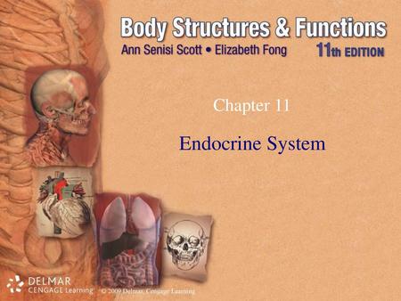 Chapter 11 Endocrine System.