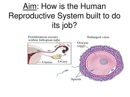 Aim: How is the Human Reproductive System built to do its job?