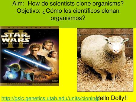 Aim: How do scientists clone organisms