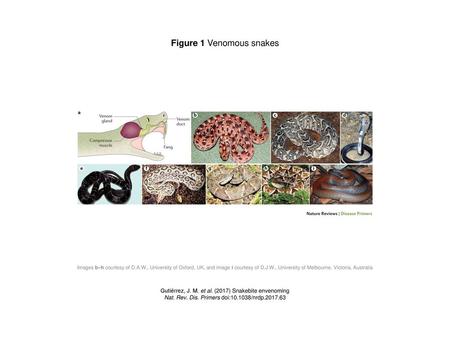 Figure 1 Venomous snakes