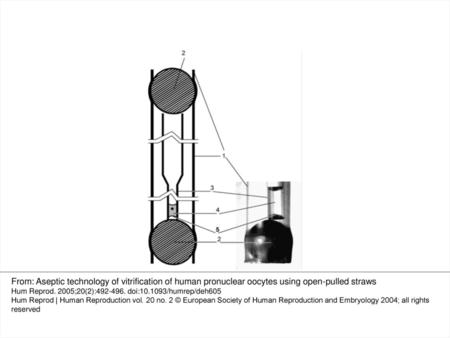 Figure 1. Scheme and photographs of the container for vitrification using the ‘straw in straw’ mode: (1) 0.5 ml straw; (2) metal closing ball; (3) open-pulled.