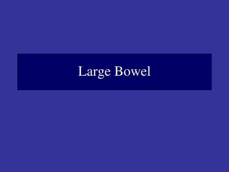 Large Bowel.
