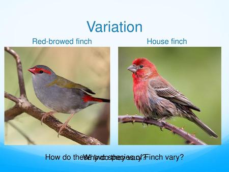 How do these two species of Finch vary?