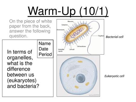 Warm-Up (10/1) On the piece of white paper from the back, answer the following question. Bacterial cell Name Date Period In terms of organelles, what.