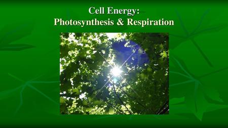 Cell Energy: Photosynthesis & Respiration