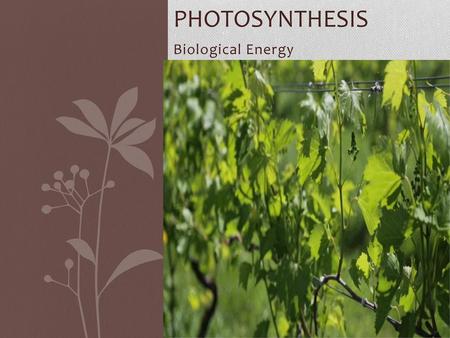 PHOTOSYNTHESIS Biological Energy.