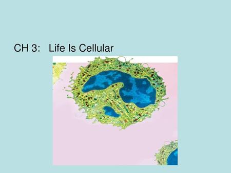 CH 3:  Life Is Cellular Photo Credit: © Quest/Science Photo Library/Photo Researchers, Inc.