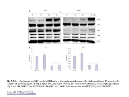 Fig. 3. Effect of tolfenamic acid (TA) on the MAPK pathway in nasopharyngeal cancer cells. (A) Immunoblot of TA-treated cells stained with antibodies against.