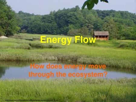 How does energy move through the ecosystem?