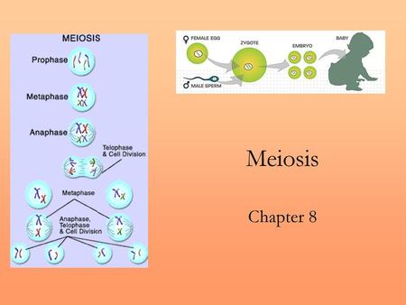 Meiosis Chapter 8.