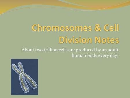 Chromosomes & Cell Division Notes