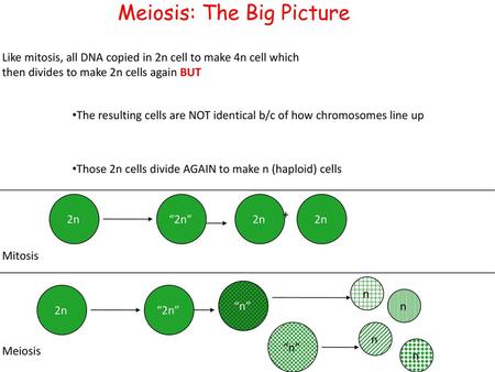 Meiosis: The Big Picture