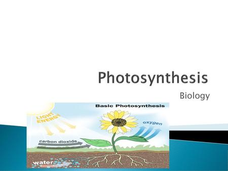 Photosynthesis Biology.