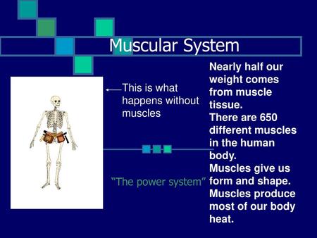 Muscular System Nearly half our weight comes from muscle tissue.