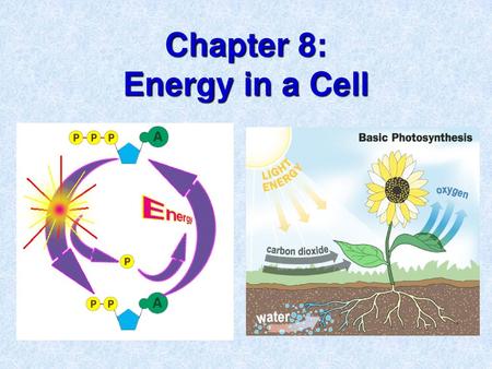 Chapter 8: Energy in a Cell