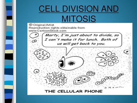 CELL DIVISION AND MITOSIS