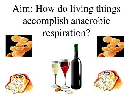 Aim: How do living things accomplish anaerobic respiration?